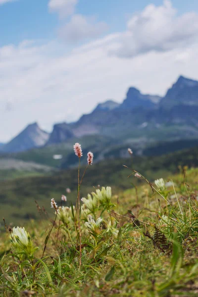 Pink mountain flower on a hillside. The nature of Russia in the summer and spring seasons.