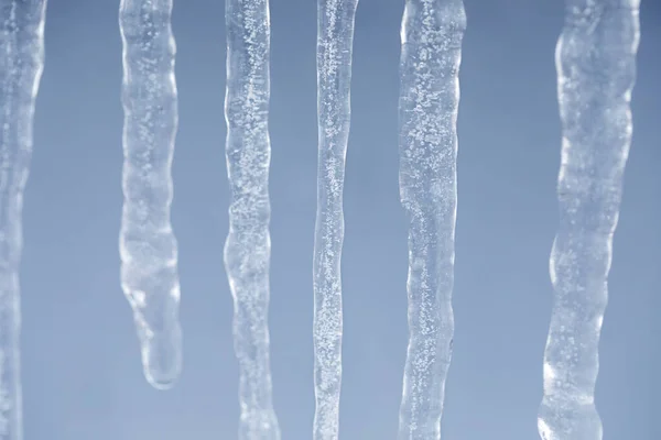 Icicles melt in spring. Cold blue photograph.