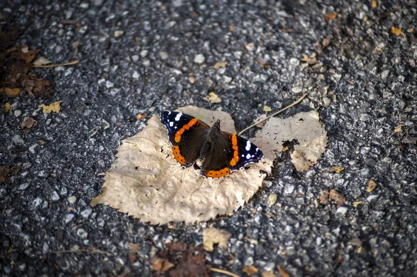 Borboleta Vulcão Sentado Uma Folhas Secas Outono — Fotografia de Stock