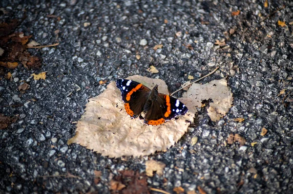 Borboleta Vulcão Sentado Uma Folhas Secas Outono — Fotografia de Stock