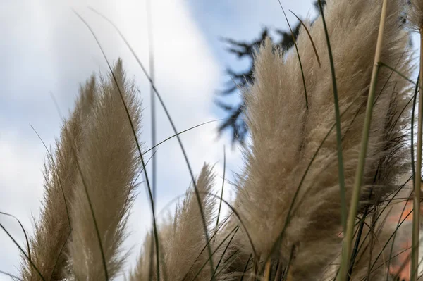 Pampas Plant Its Feathers Placed City Flowerbed — Stock Photo, Image