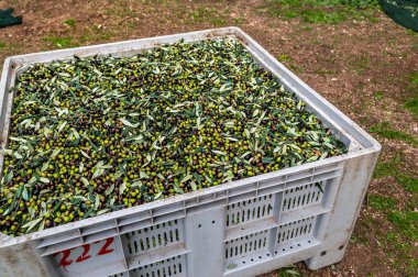 Yaprak kalıntılarıyla birlikte kutuda yeni toplanmış zeytin.
