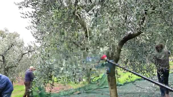 タオルや油圧手でオリーブの収穫 — ストック動画