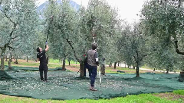 Cosecha de aceitunas con toallas y manos hidráulicas — Vídeo de stock