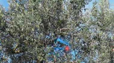 Zeytin hasadı sırasında hidrolik eller