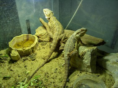 Pogona ya da teraryumdaki çok uysal sakallı ejderha.