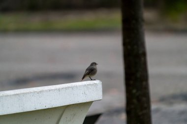 Küçük kızıl kuş sabah parkta bir bankta oturuyor.