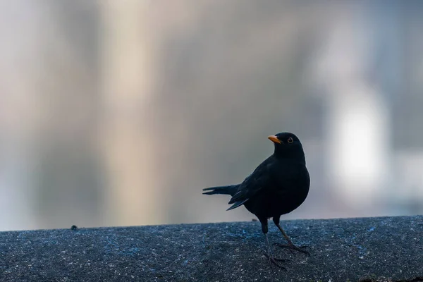 Burung Hitam Ditempatkan Dinding Rendah Dengan Paruh Menyenangkan — Stok Foto