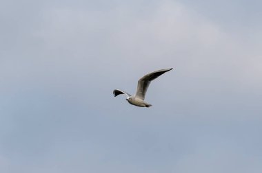 Kuş martı avını arıyor, nehrin üzerinde özgürce uçuyor.