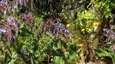 Baharda, güneşli bir günde, çiçek açan arılar.