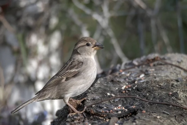 Sparrow Bird Perched Wood Search Food Water — Stock Photo, Image
