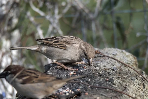 Vogels Paar Mussen Rustend Een Bos Zoek Naar Voedsel Water — Stockfoto