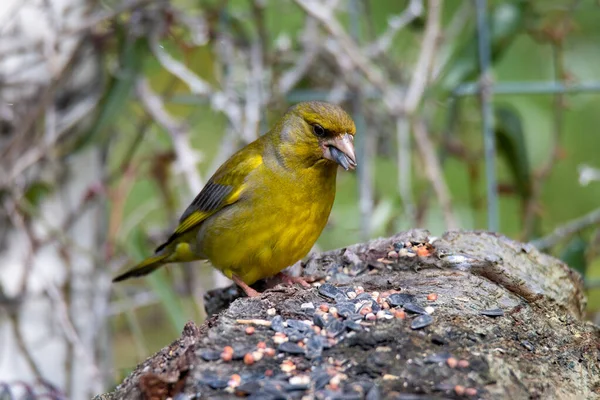 Greenfinch Bird Sitting Wood Search Food — Stock Photo, Image