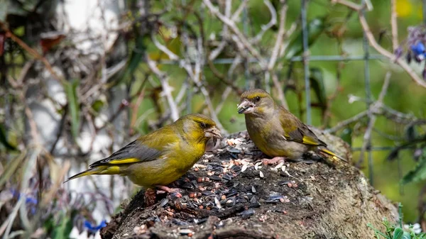 Two Greenfinch Birds Resting Bark Eat — Stock Photo, Image