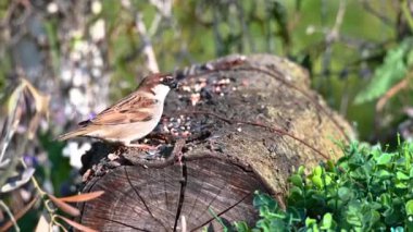 Kütüğün üzerinde yemek yiyen bir serçe kuşu.