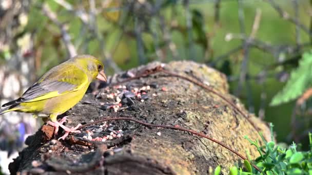 A sparrow and a greenfinch quarrel — Stock Video