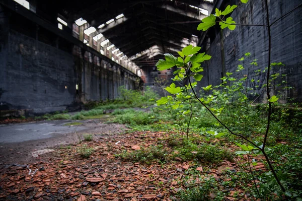 Verlassene Fabrik Ihr Inneres Und Das Von Ihr Übrig Geblieben — Stockfoto