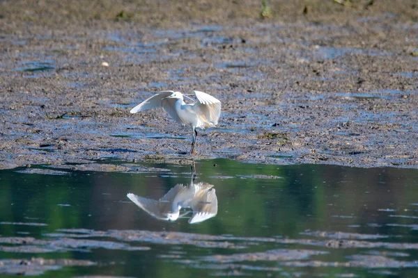 Pássaro Egret Branco Lago Procura Comida — Fotografia de Stock