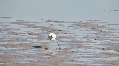 Göldeki balıkçıl kuşu.