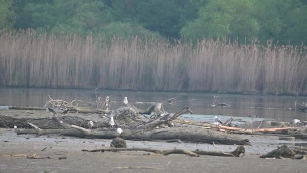 Pantano con troncos y aves de diferentes especies — Vídeo de stock
