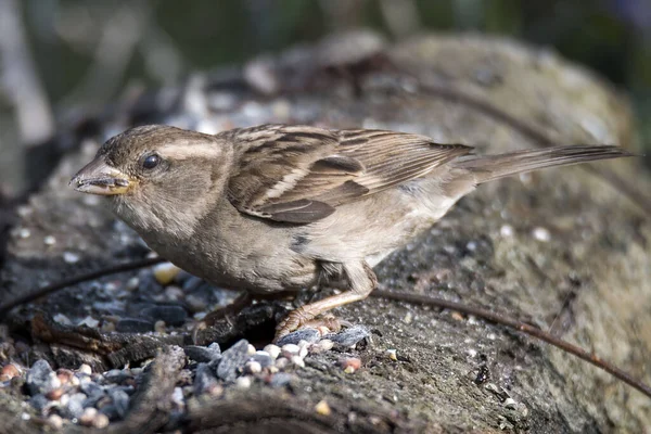 sparrow bird perched on a log that eats seeds in the morning