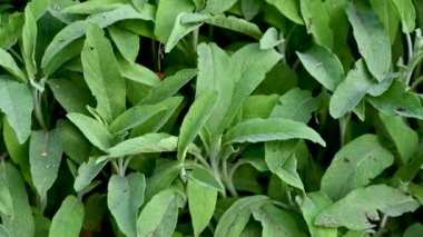 Koyu yeşil renklerdeki yiyecekler için adaçayı baharatı