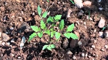 Domates üretmek için sebze bahçesinde taze topraklanmış domates tohumu.