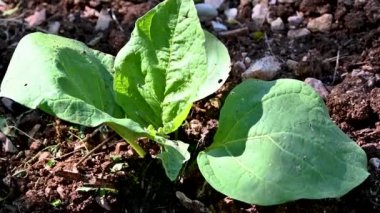 Patlıcan filizleri sebze bahçesine yerleştirilir ve patlıcanlara yiyecek olarak hayat verilir.