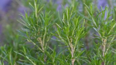 Biberiye, baharatlı et için tipik bir bitki.