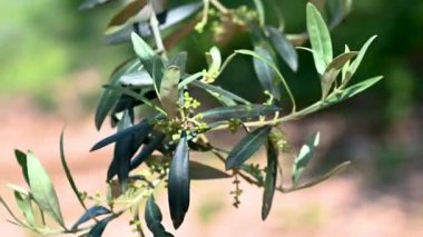 Mayıs güneşinde ilk ipek böcekleriyle büyüyen zeytin dalı