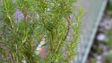 Biberiye, baharatlı et için tipik bir bitki.