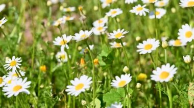 Çayırdaki papatya çayı için papatya çiçekleri