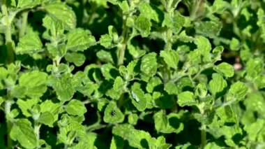 Gıda çeşnili yeşil renk ve yoğun aroma için naneli bitki.