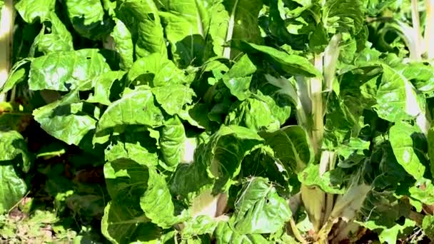 Planta Acelga Colocada Jardín Como Alimento Para Consumo Primavera — Vídeo de stock