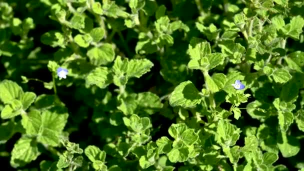 Planta Hortelã Para Tempero Alimentos Tempero Cor Verde Aroma Intenso — Vídeo de Stock