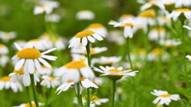 Yazın açan rahatlatıcı Camimilla Vevanda 'nın aşılanması için kullanılan papatyalar.