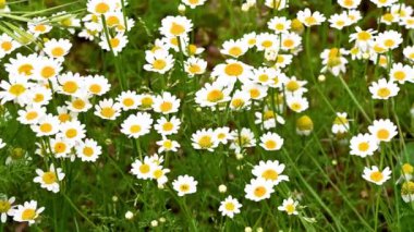 Yazın açan rahatlatıcı Camimilla Vevanda 'nın aşılanması için kullanılan papatyalar.