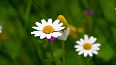 Yazın açan rahatlatıcı Camimilla Vevanda 'nın aşılanması için kullanılan papatyalar.
