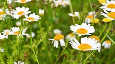 Yazın açan rahatlatıcı Camimilla Vevanda 'nın aşılanması için kullanılan papatyalar.