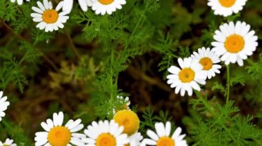 Yazın açan rahatlatıcı Camimilla Vevanda 'nın aşılanması için kullanılan papatyalar.