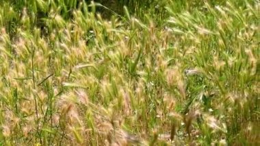 Kulak tarlası Yazın vahşi doğar Hasat için hazır