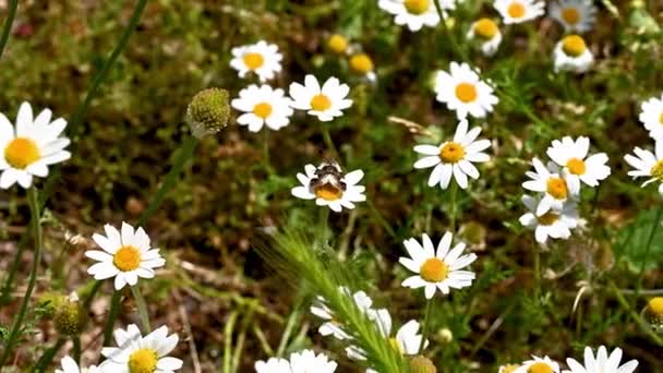 Acontia Lucida Mariposa Sol Una Flor Margarita Verano — Vídeos de Stock