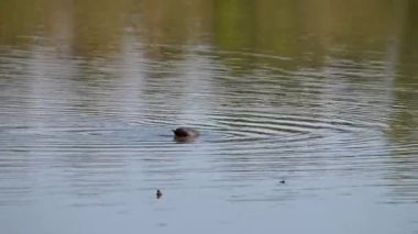 Sabahın erken saatlerinde gölde yüzen yaban ördeği