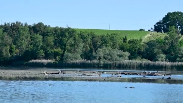 Jezero Narni Ptáky Různých Druhů — Stock video