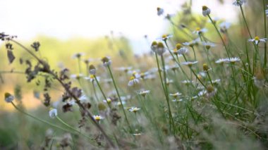Yazın papatya çayı hazırlamak için papatya çayırı.