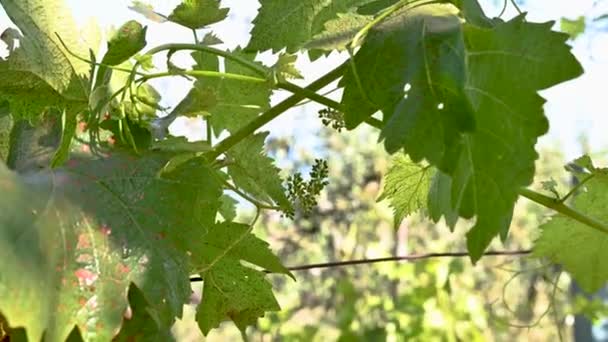 从生命中发芽生产葡萄 然后酿造葡萄酒 — 图库视频影像