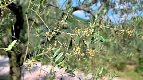 Kwitną Oliwki Latem Drzewie Oliwnym — Wideo stockowe