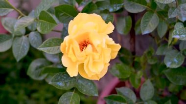 Yoğun renklerde ham gül bitkisi