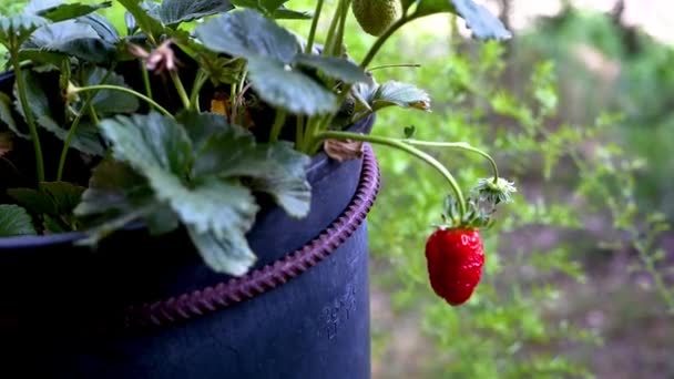 Клубничное растение используется для производства фруктов — стоковое видео
