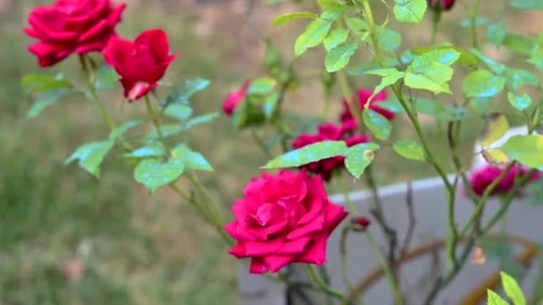 Tanaman mawar mentah dengan warna intens — Stok Video
